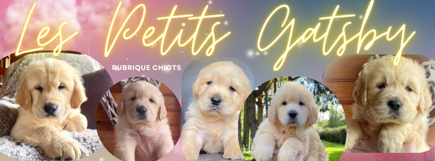 Baniere chiots