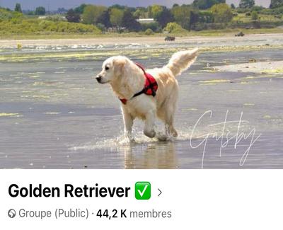 Groupe golden 2